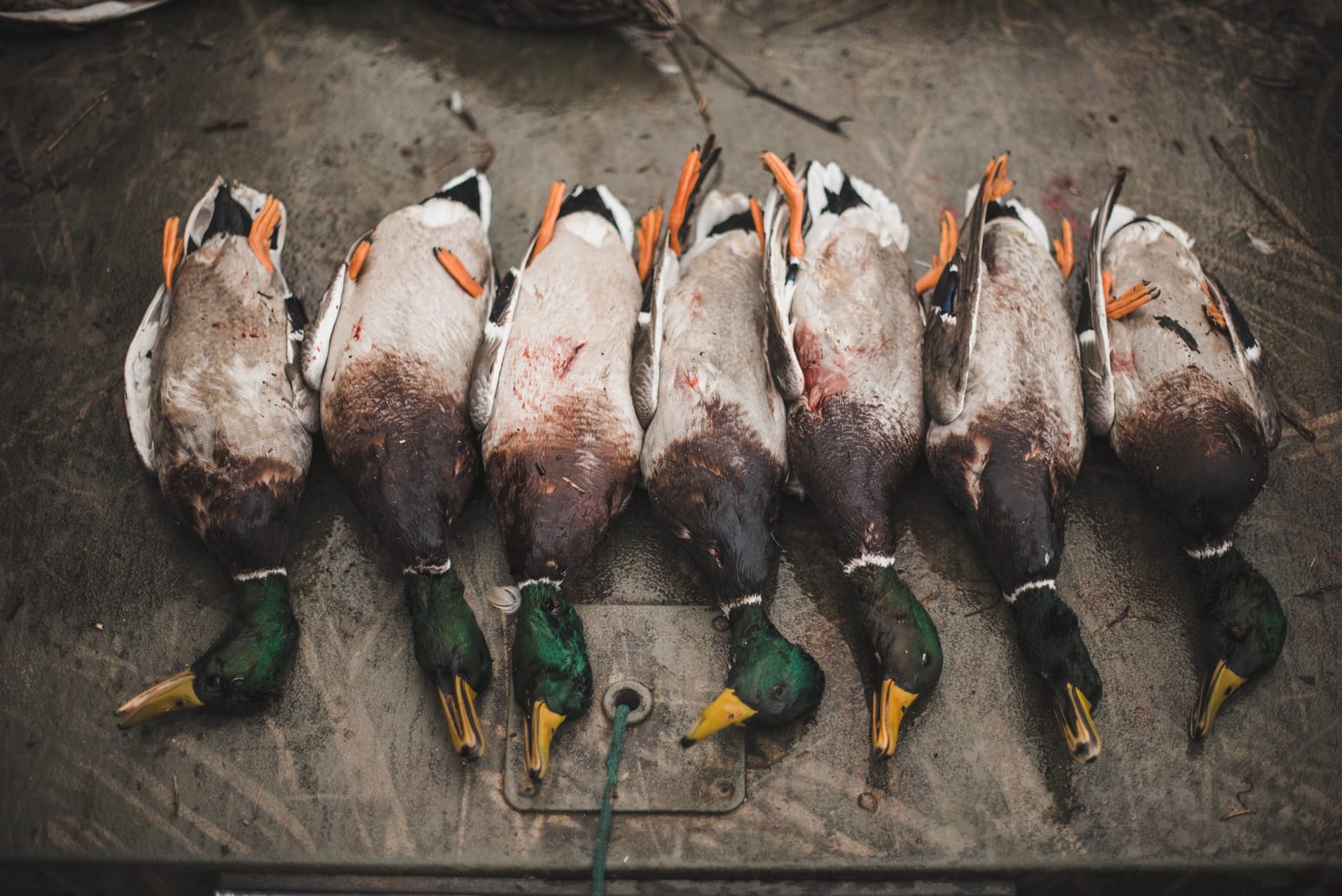 sethdortch_20181218_0110.jpg