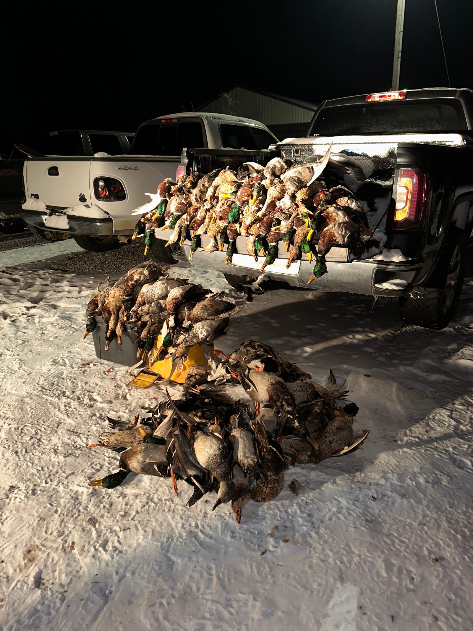 A large pile of harvested mallard ducks and other waterfowl are in the back of a pickup truck and on the snowy ground at night.