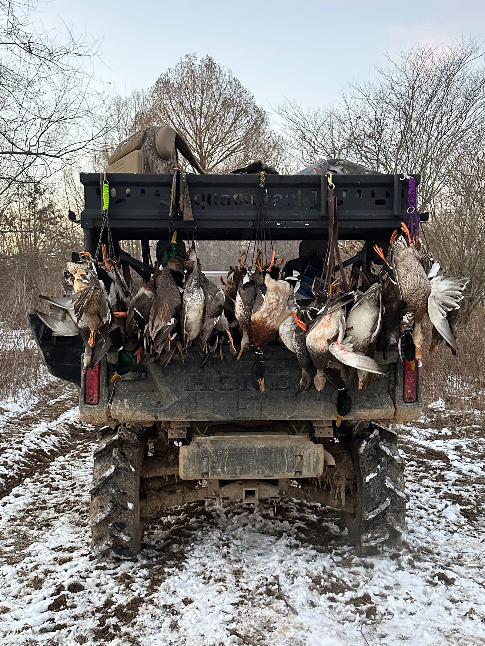 Harvested ducks, including mallards and gadwalls, hang from the back of an ATV in a snowy field.