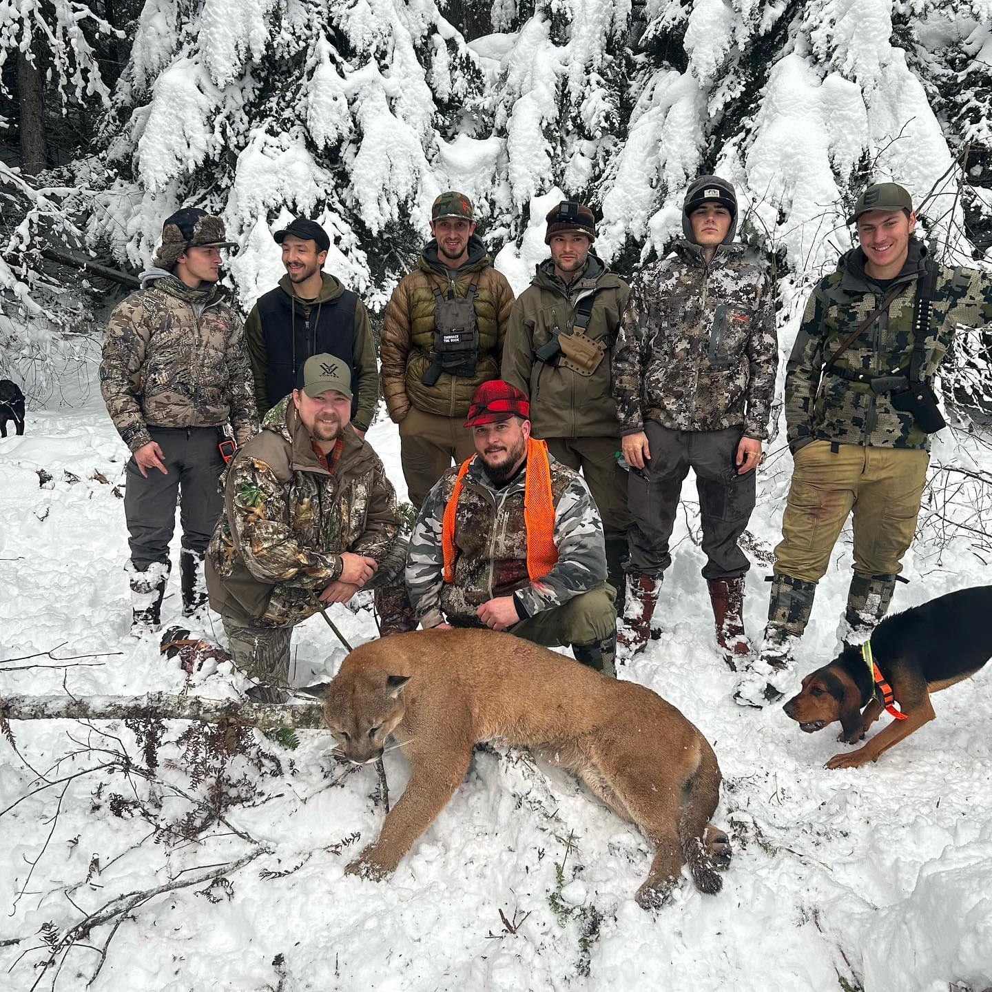 A group of hunters and their dogs pose with a harvested mountain lion in a snowy forest.