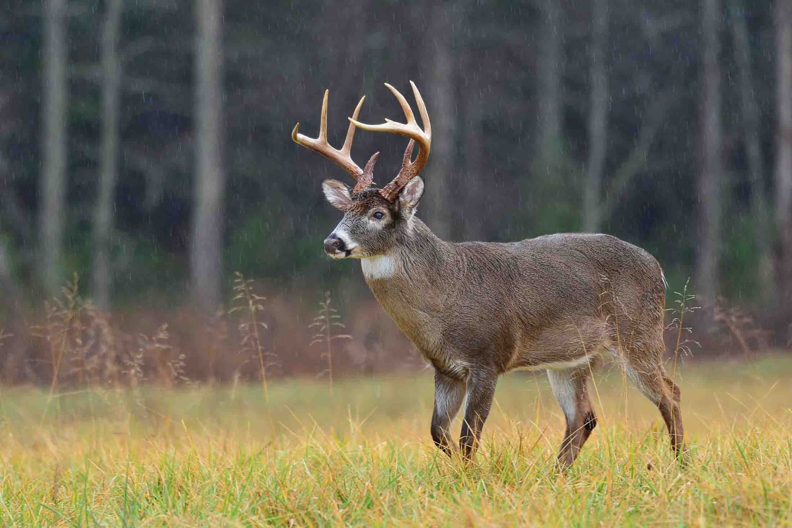 A whitetail deer buck stands in a grassy field with trees in the background.