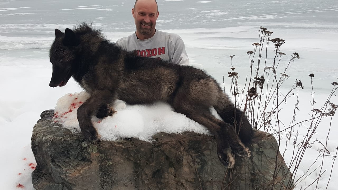 A man poses with a harvested gray wolf on a snowy, icy landscape.