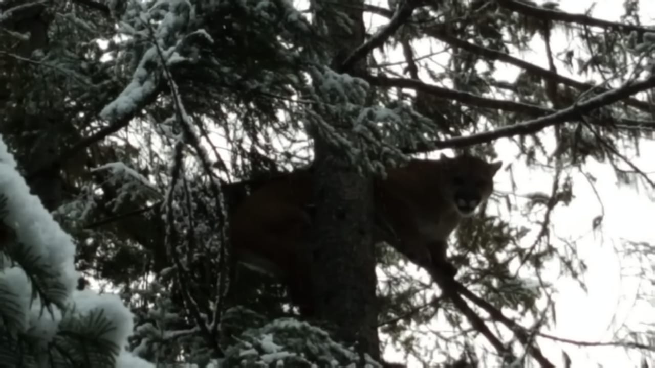 A mountain lion is perched in a snow-covered tree.