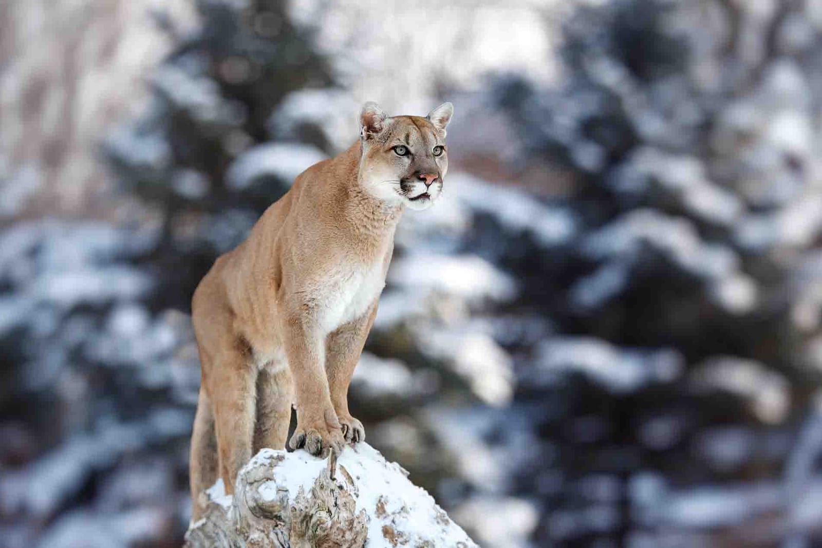 A mountain lion stands on a snow-covered log in a winter forest.