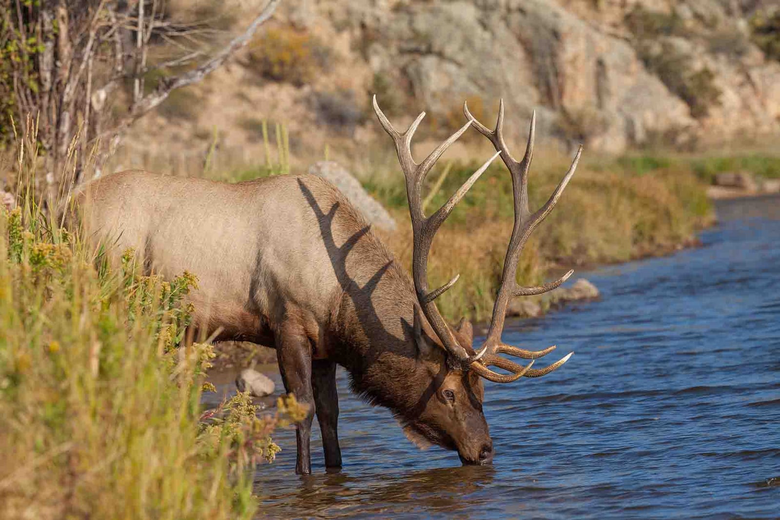 An elk with large antlers drinks water from a river.