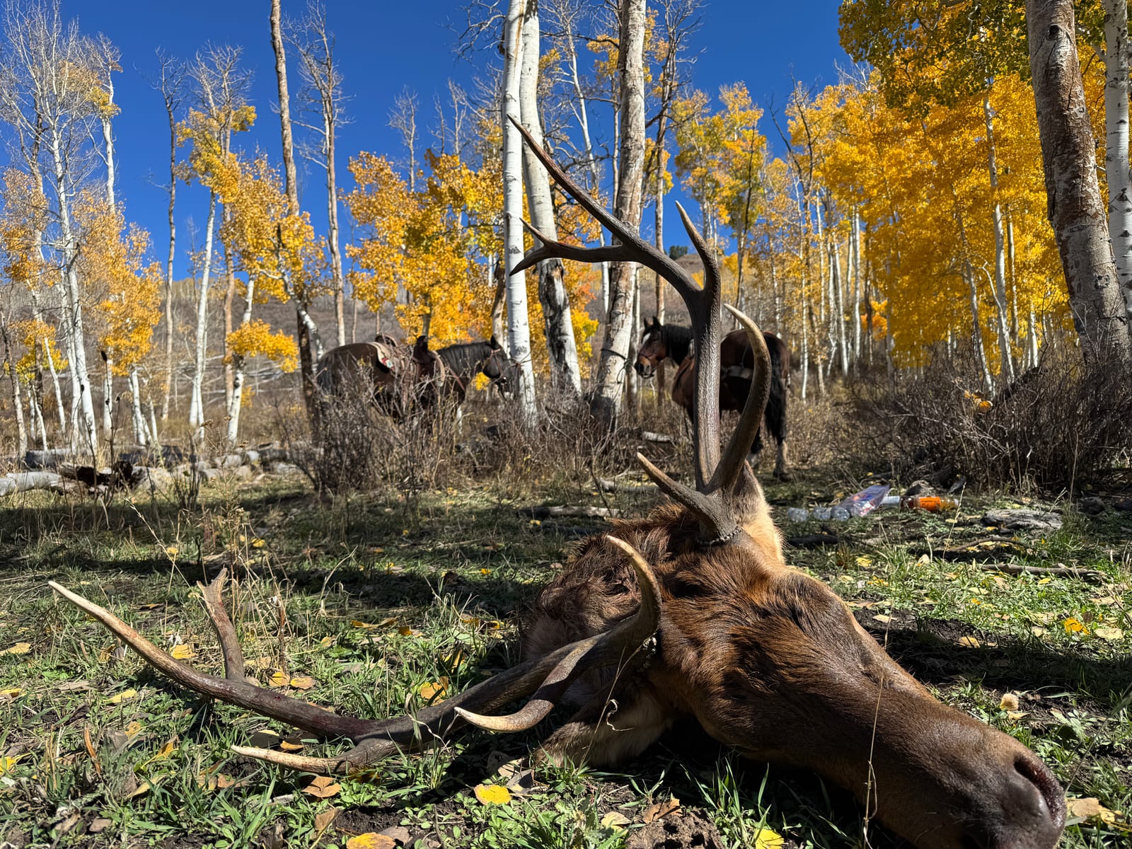 Fully Guided Archery & Rifle Elk Hunts Available in Colorado