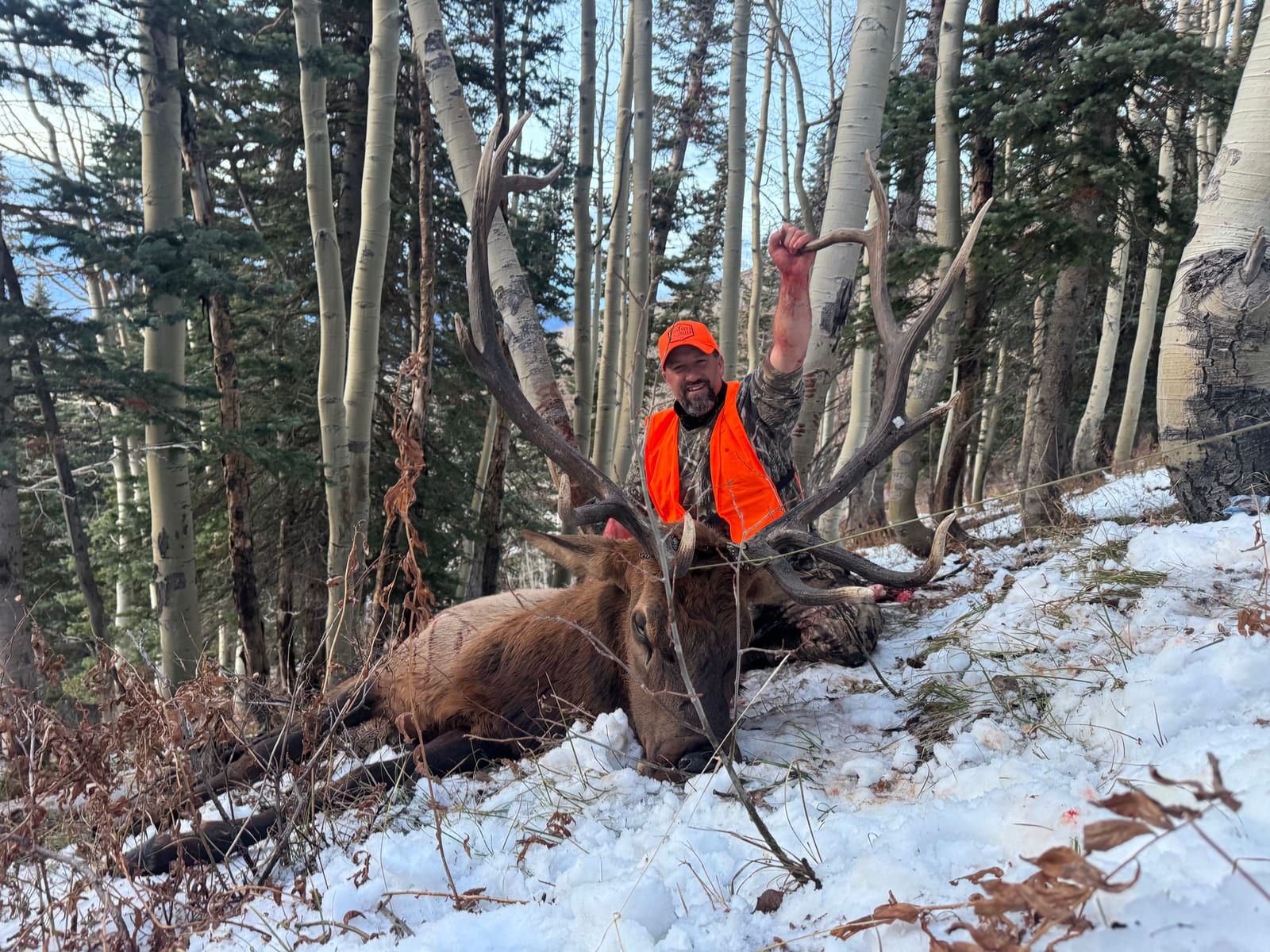 big public land bull elk