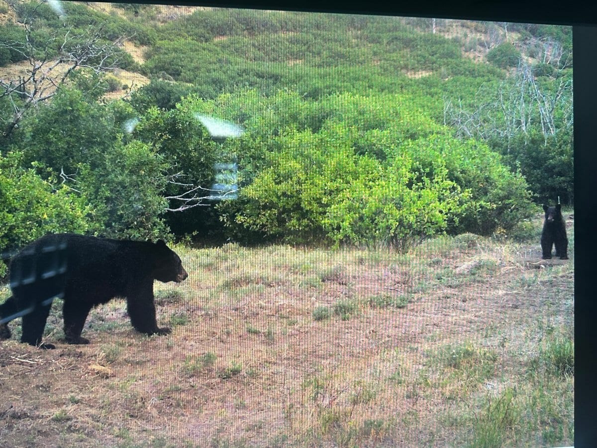 cedaredge colorado hunts trail cam shot of 2 bears