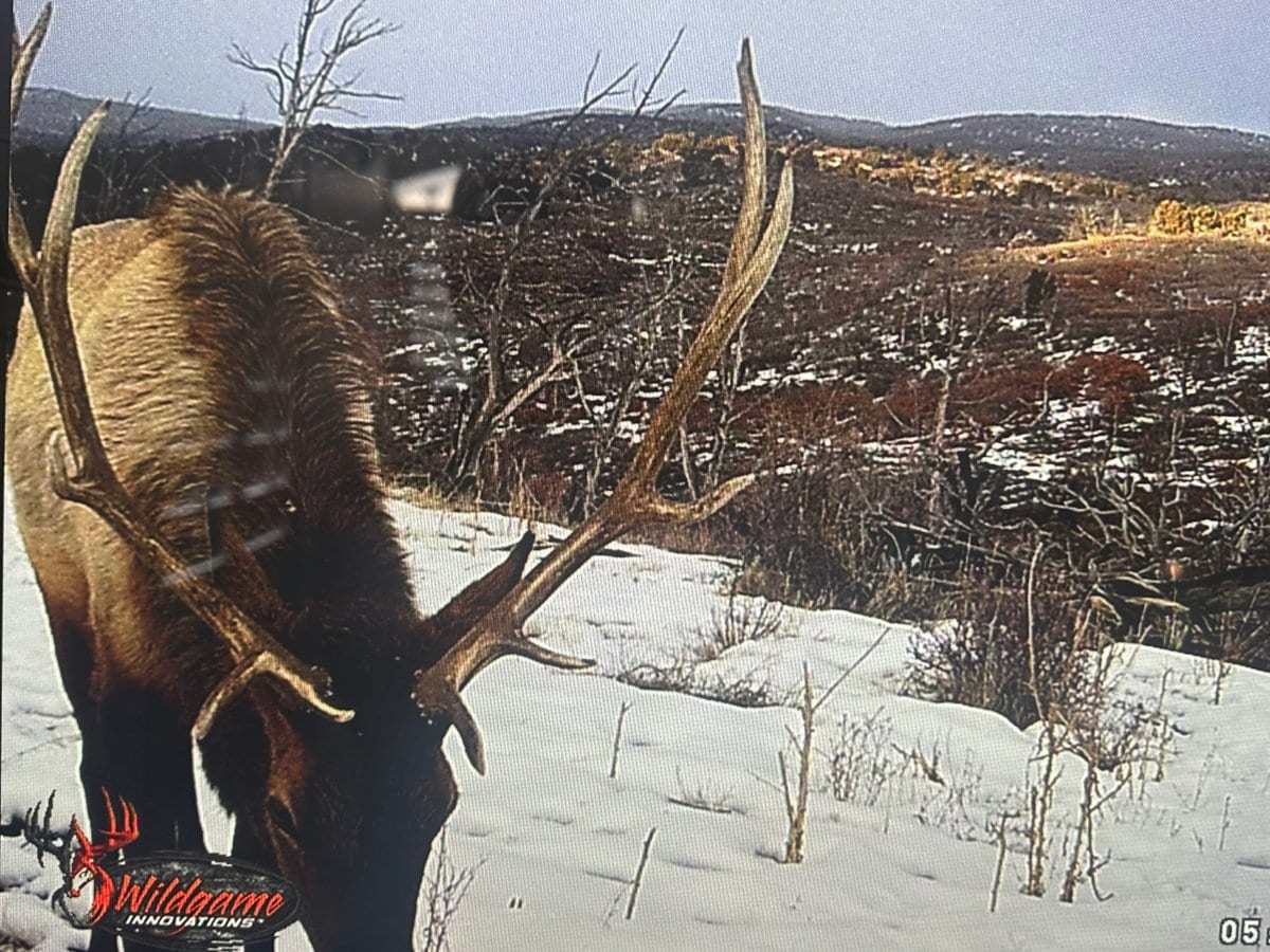 cedaredge colorado elk hunts trail cam shot 11
