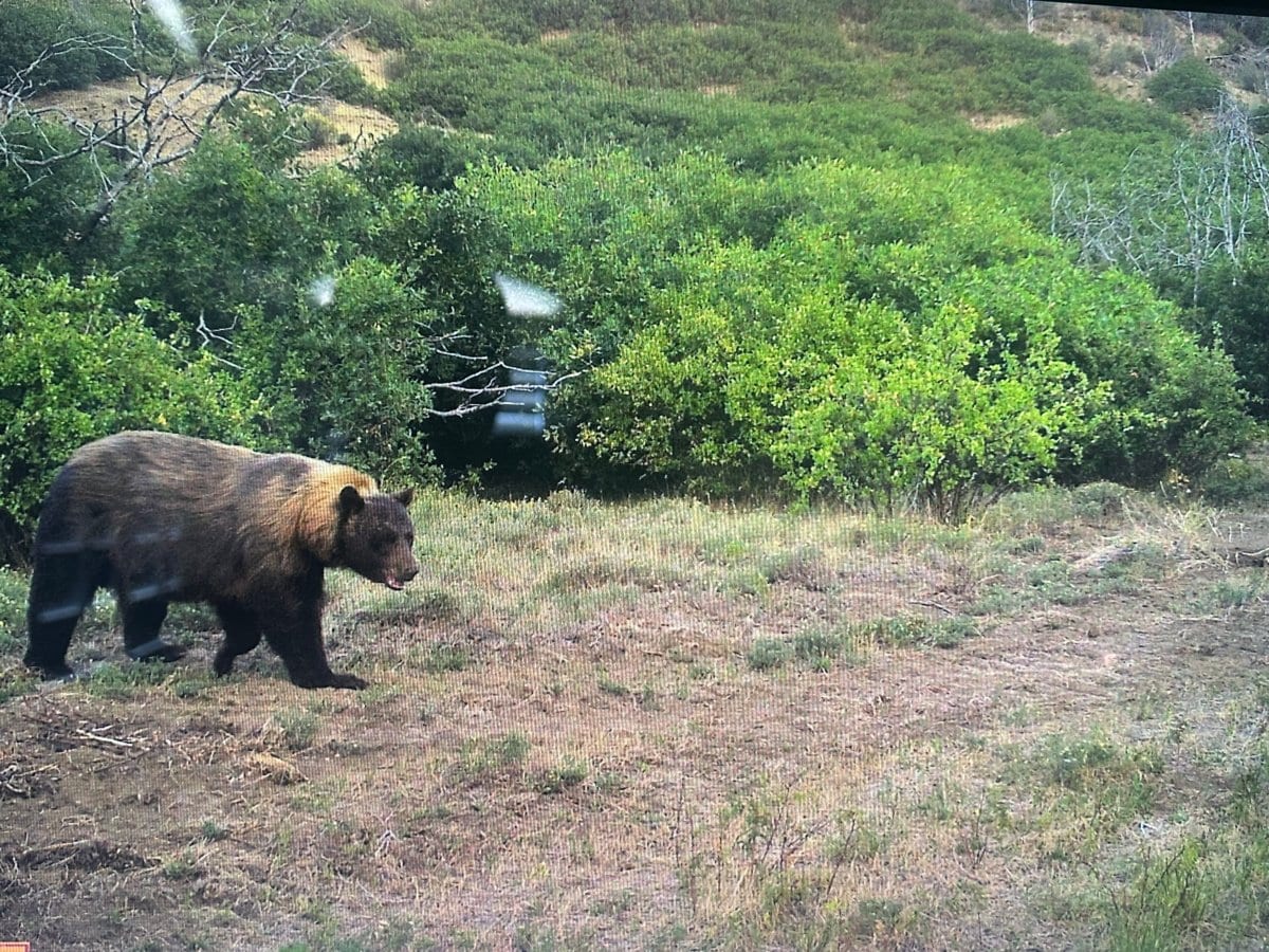 cedaredge colorado hunts trail cam shot of a bear