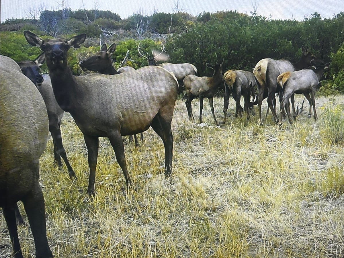 cedaredge colorado elk hunts trail cam shot 10
