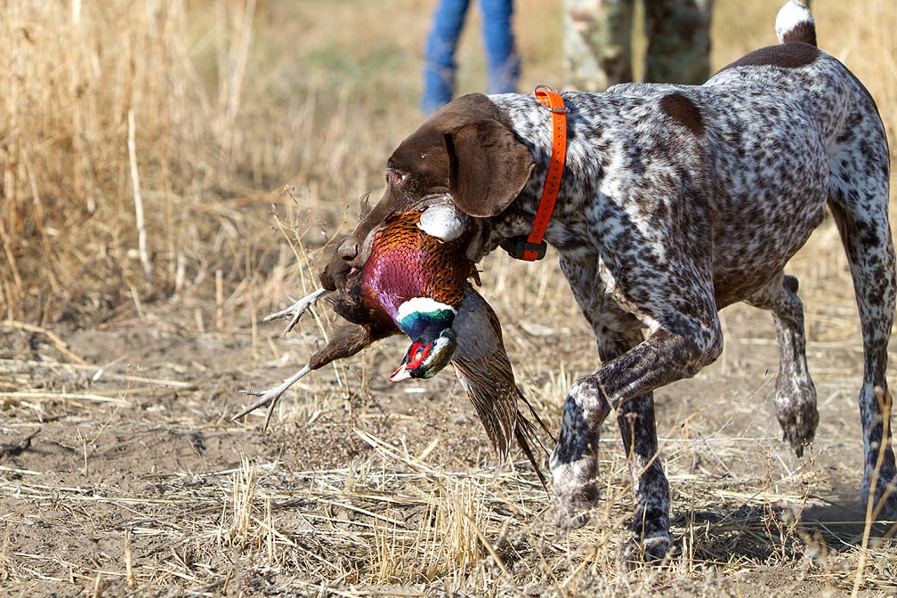 A German Shorthaired Pointer retrieves a harvested Ring-necked Pheasant in a field.