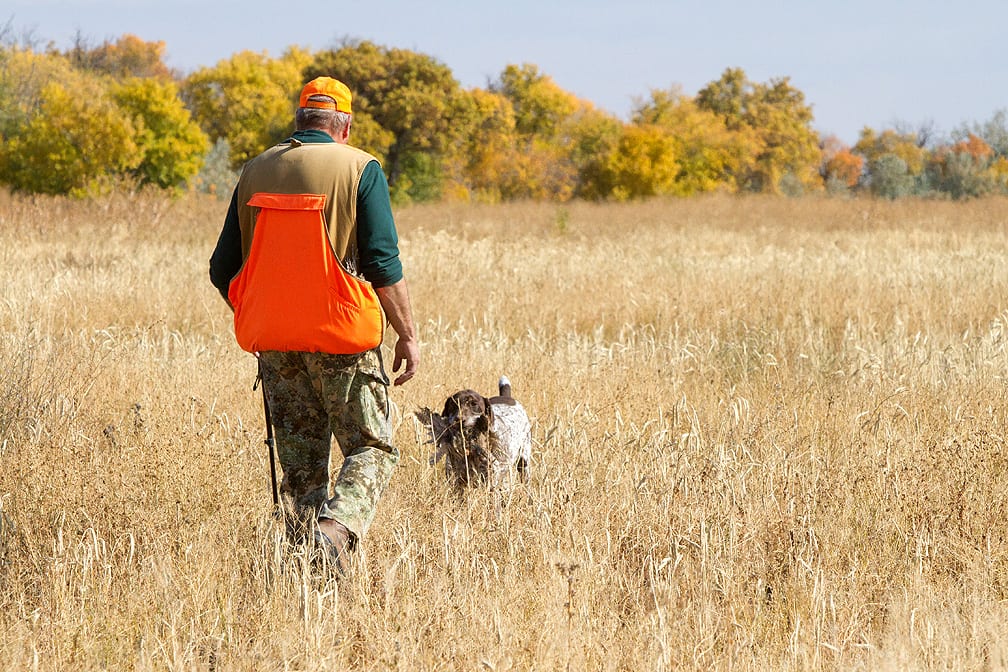 A hunter and his dog walk through a field, with the dog retrieving a ring-necked pheasant.