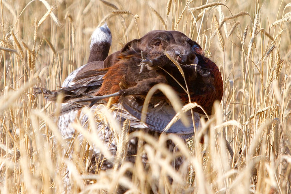A harvested ring-necked pheasant is held in a field of tall golden grasses.