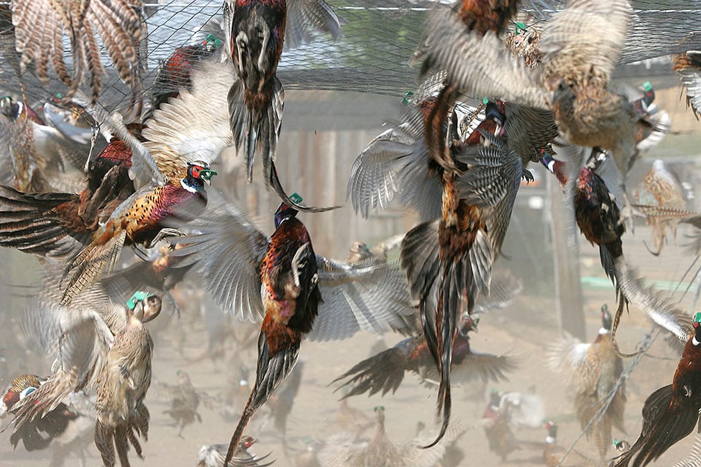 western_spirit_ranches_pheasant_hunting_5133