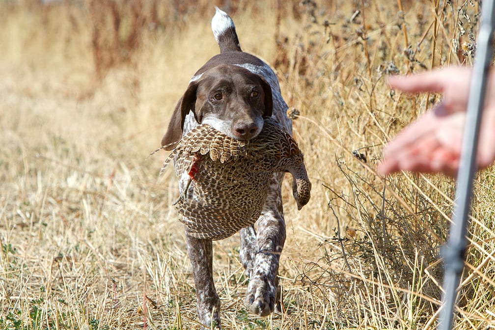 A hunting dog retrieves a ring-necked pheasant in a field.