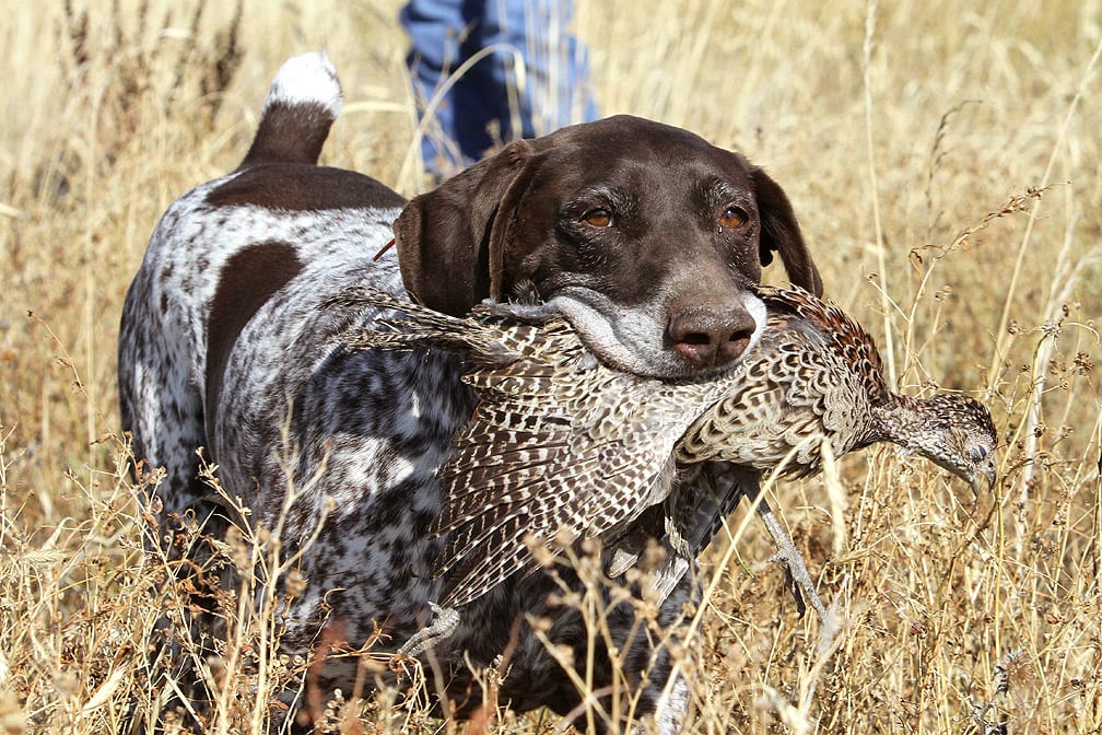 A German Shorthaired Pointer retrieves a harvested ring-necked pheasant in a field.