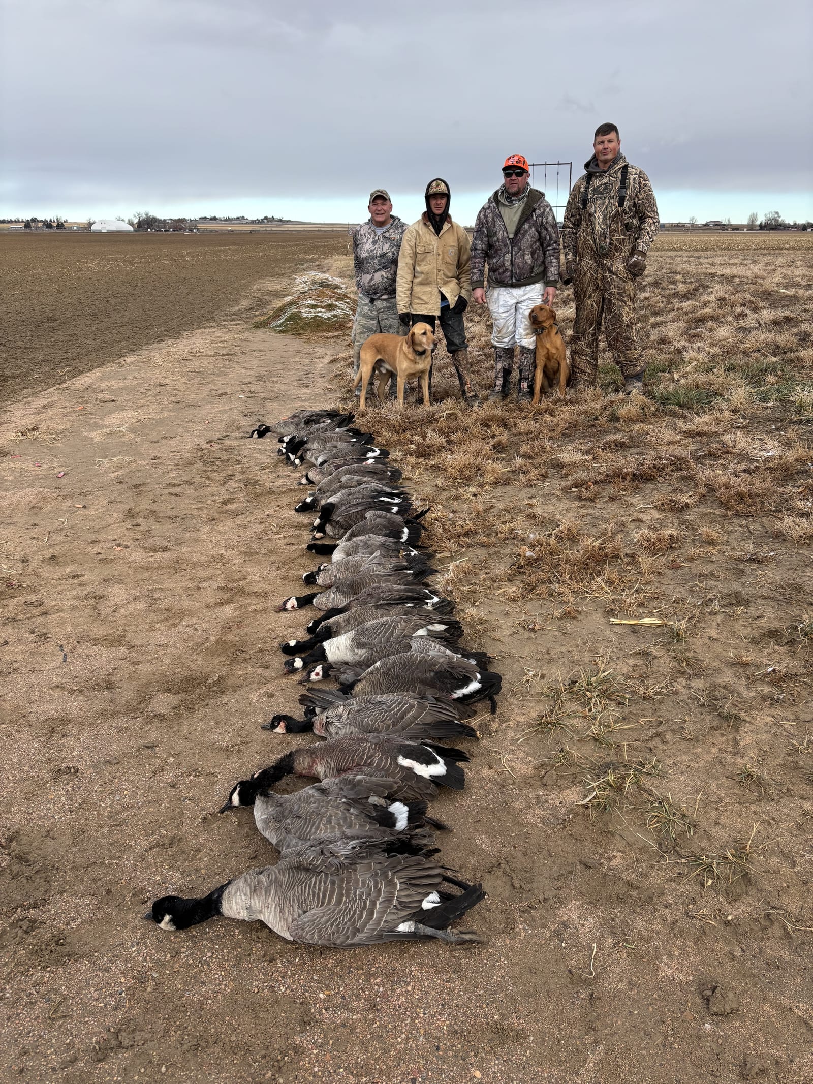 Four hunters and two dogs pose with a large harvest of Canada Geese in a field.