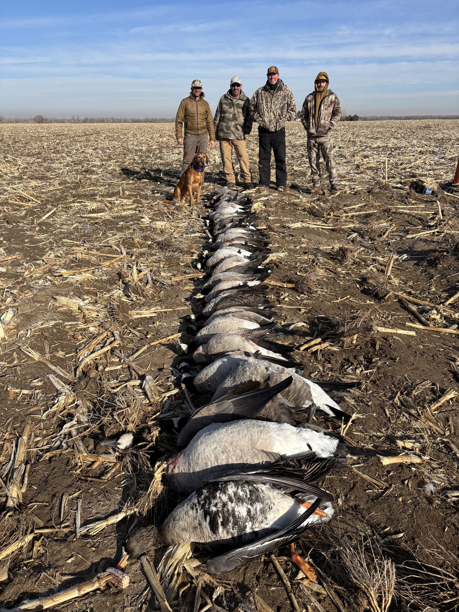 Four hunters and a dog pose with a line of harvested snow geese in a field.
