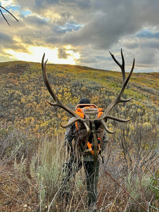 A hunter carries elk antlers on a backpack through a field with autumn trees.