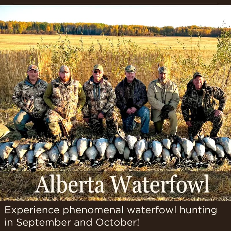 Several hunters pose with a large harvest of waterfowl in a field.