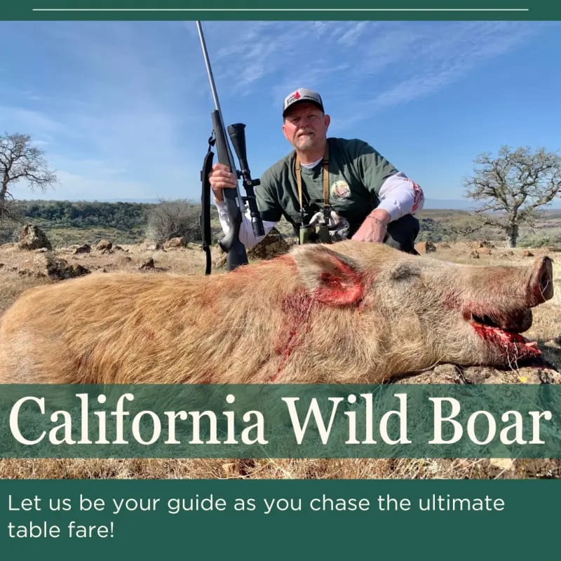 A hunter poses with a harvested wild boar in a field.