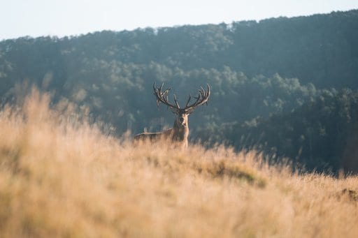 Poronui Hunting - Red Stag (1)