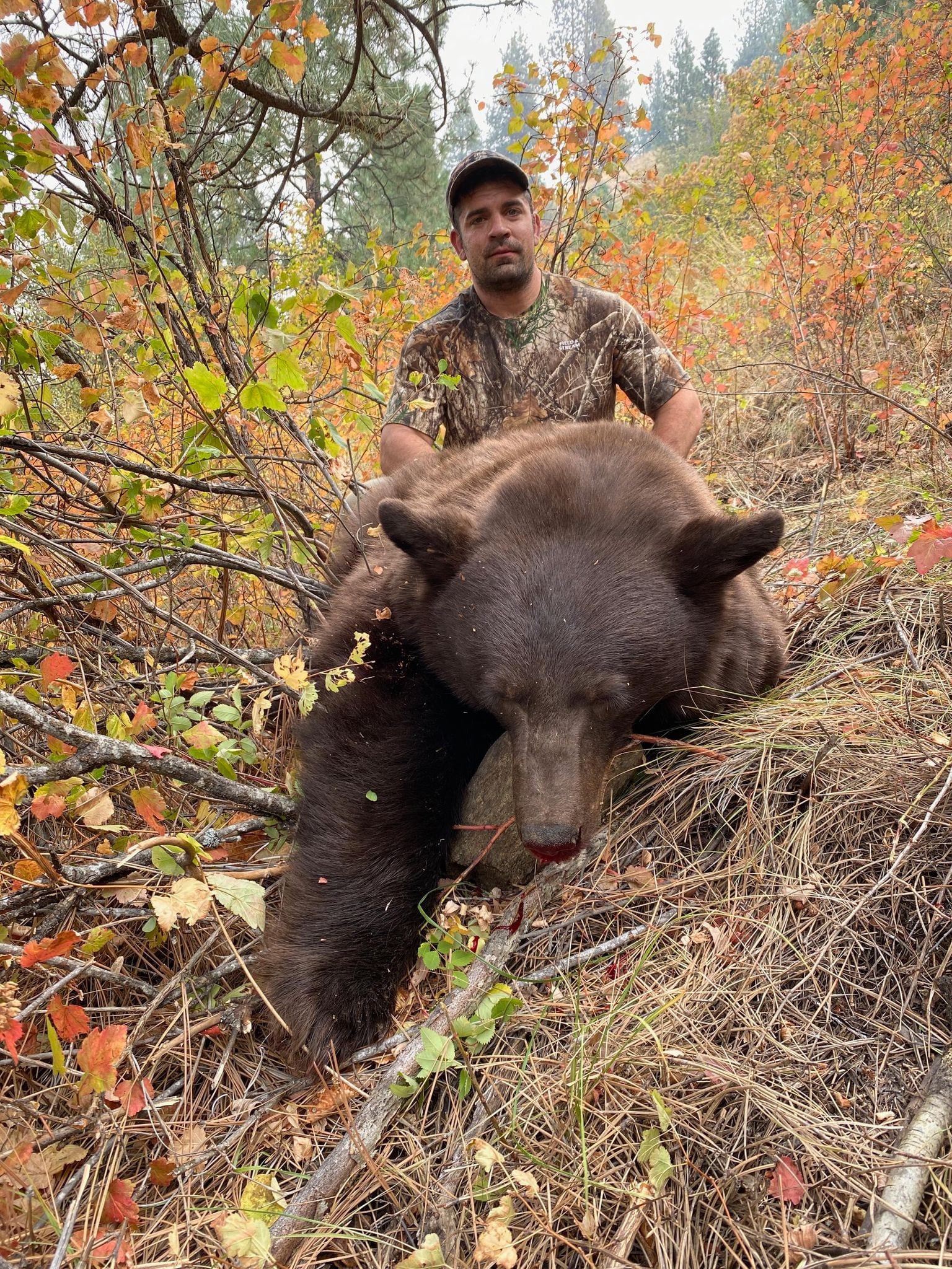 A hunter in camouflage poses with a harvested black bear in a wooded area with autumn foliage.