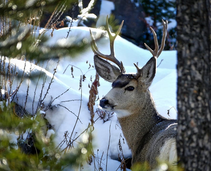 A mule deer buck stands in a snowy forest.