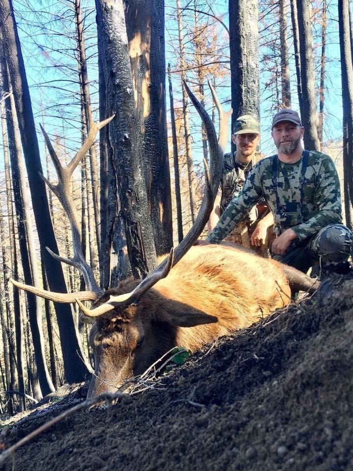Two hunters pose with a harvested elk in a forest with burnt trees.