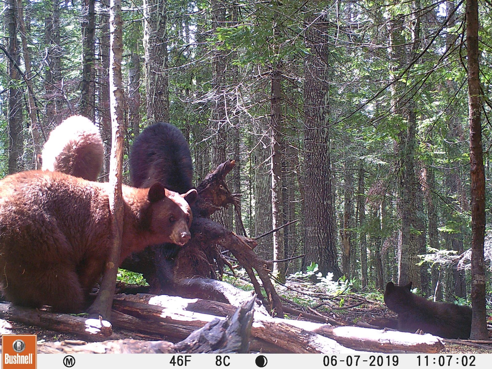 Three black bears, two brown and one black, are seen in a forest setting.