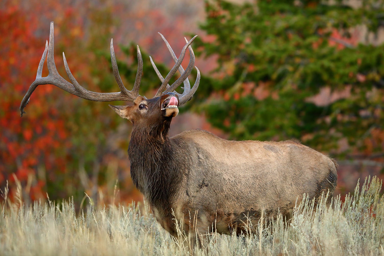 Bull Elk in the Fall