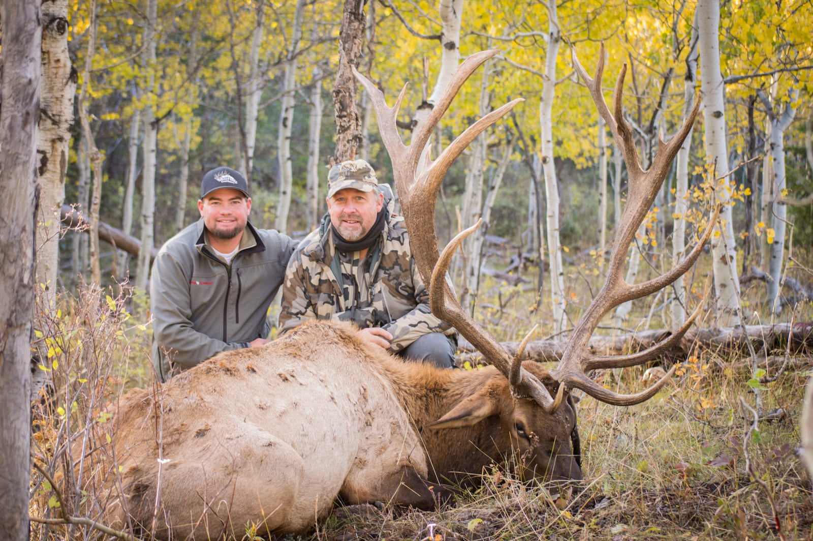 Bull Elk Hunting