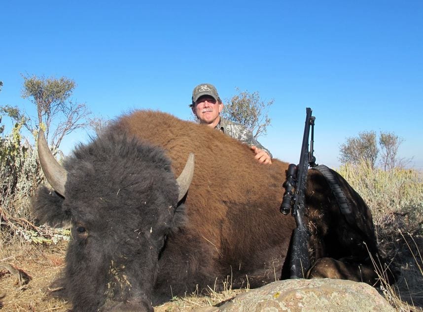 Yearling Bison Bull