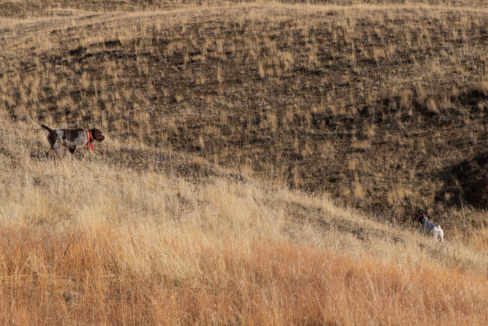 2-Day Upland Game Bird Hunting Trip in Hells Canyon and the Salmon River Breaks