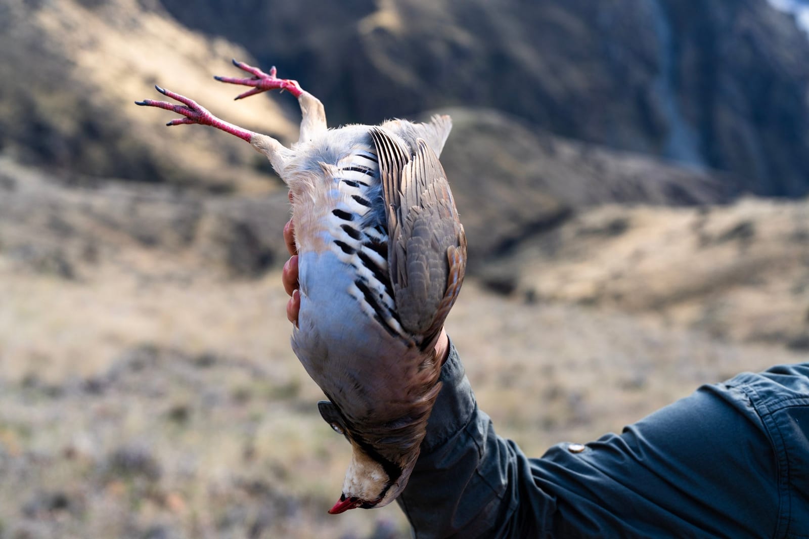 2-Day Upland Game Bird Hunting Trip in Hells Canyon and the Salmon River Breaks