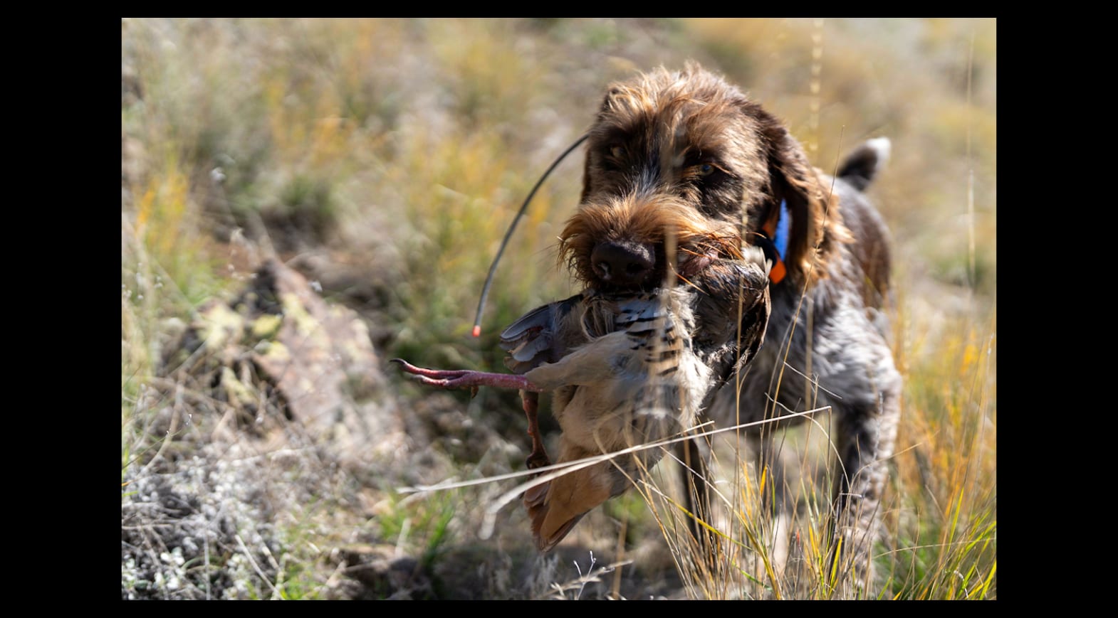 White Pine Outfitters Rho with the Flo retrieving a chukar.