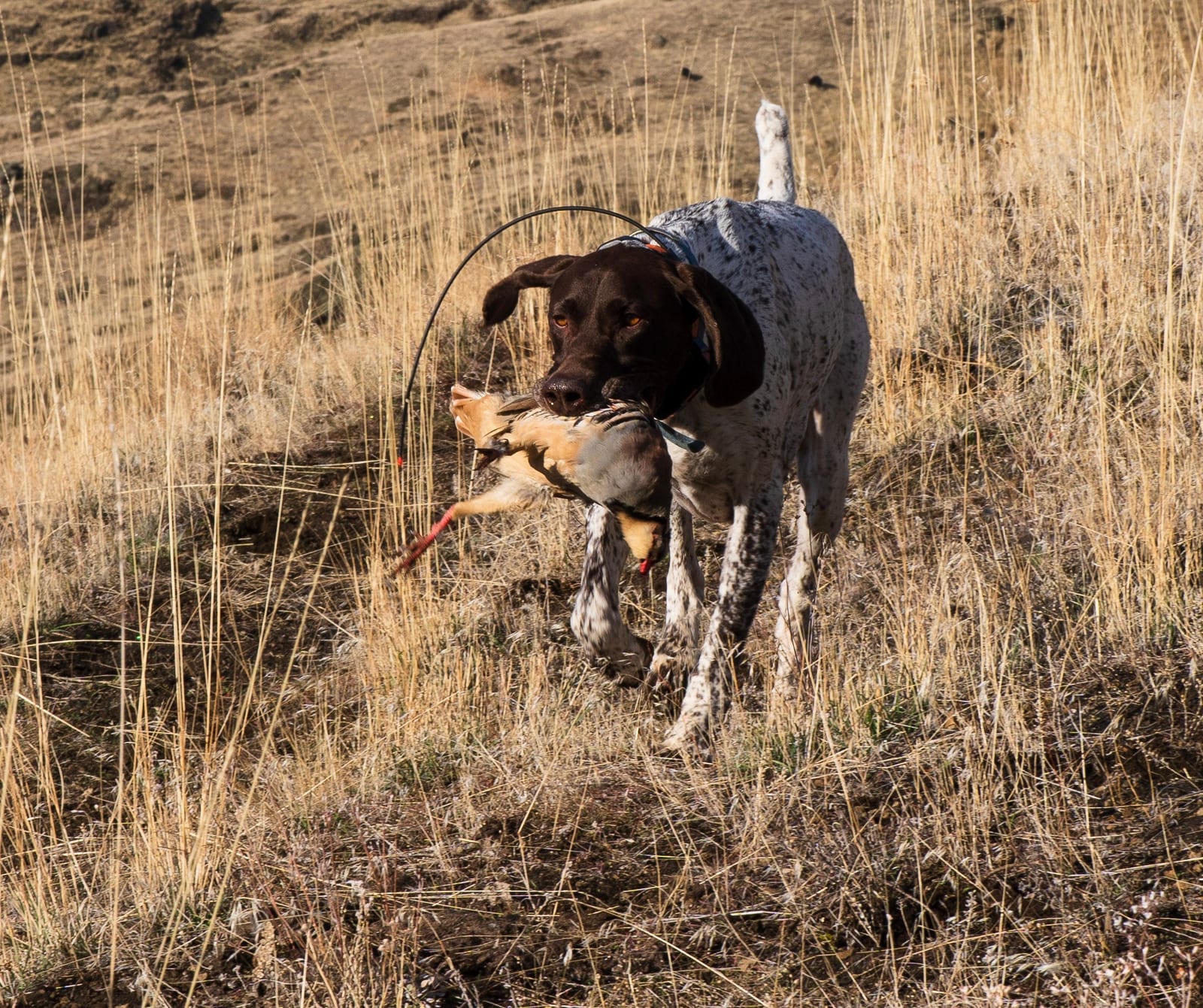 2-Day Upland Game Bird Hunting Trip in Hells Canyon and the Salmon River Breaks