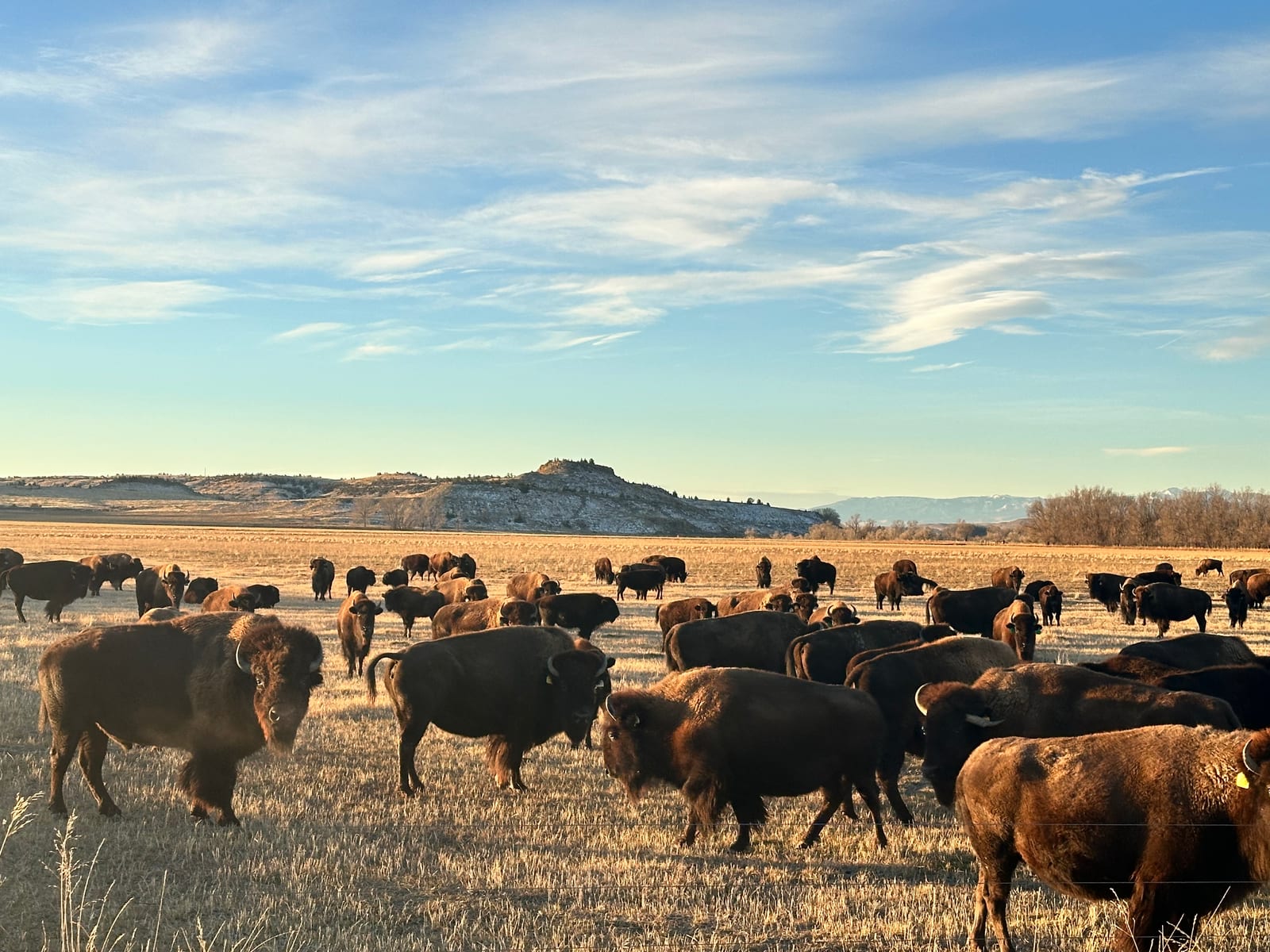 A large herd of bison grazes in a golden field under a blue sky with distant hills.