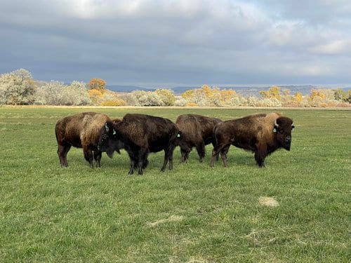 Four bison stand in a green field with trees and a cloudy sky in the background.