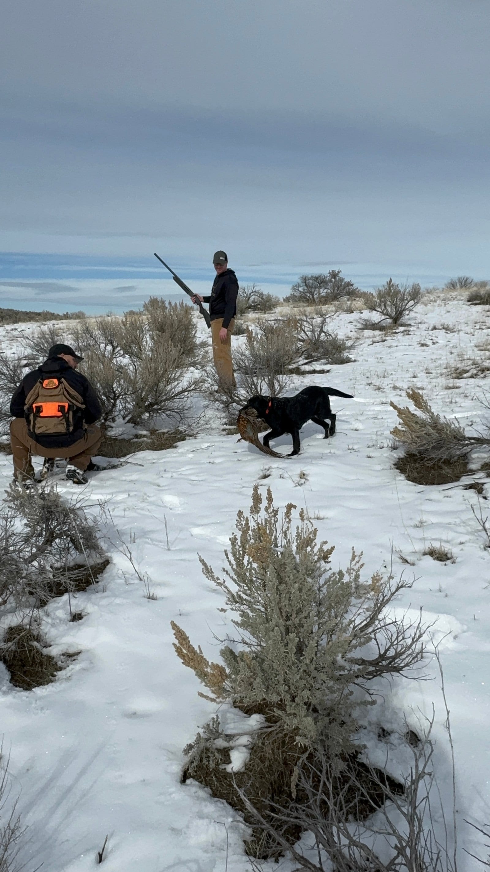 Black dog retrieving pheasant in snow