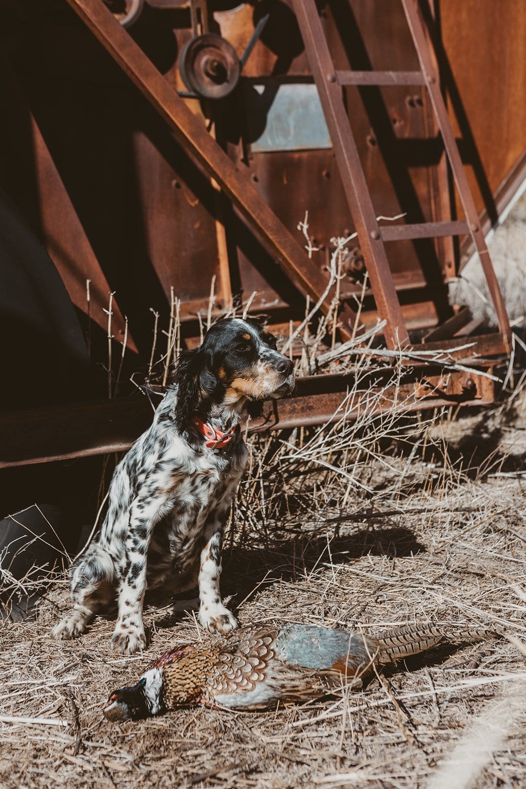 Hunting dog sitting next to a pheasant