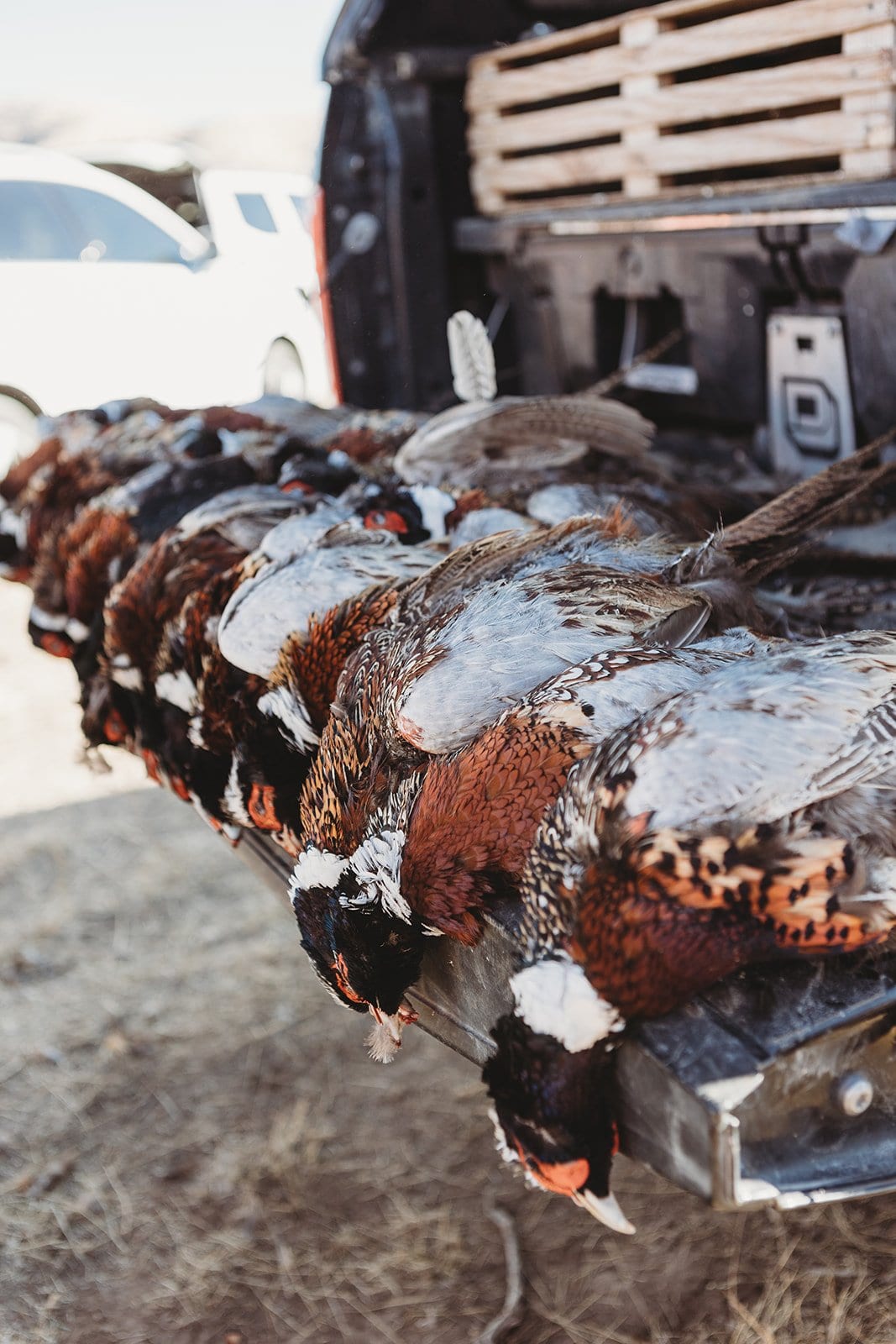 Hunter with harvested pheasants