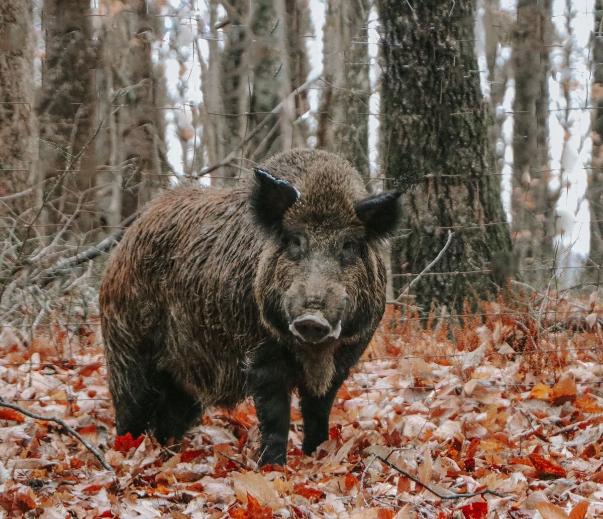 Wild boar among autumn hardwoods at Wilderness Hunting Lodge