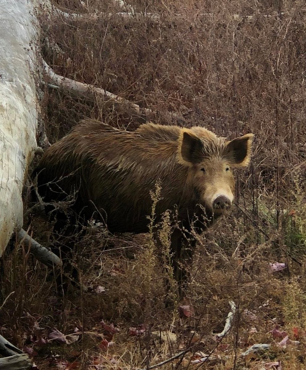 Boar moving through winter brush on the preserve