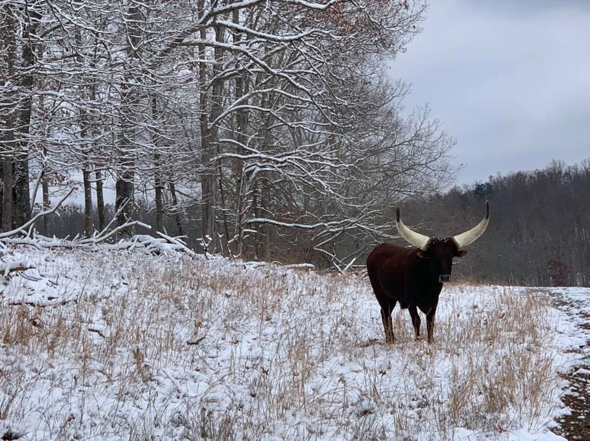 Watusi