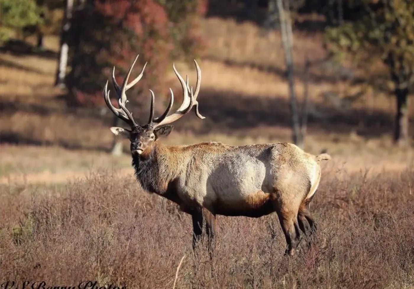 Bull Elk