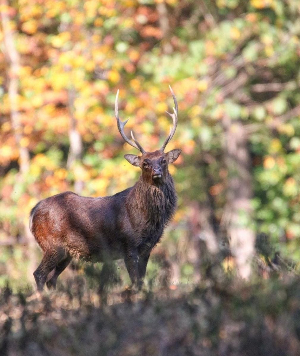 Sika Deer
