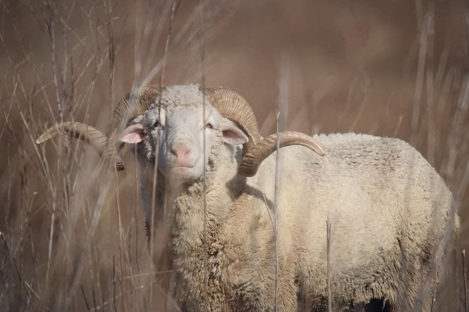 Merino Ram