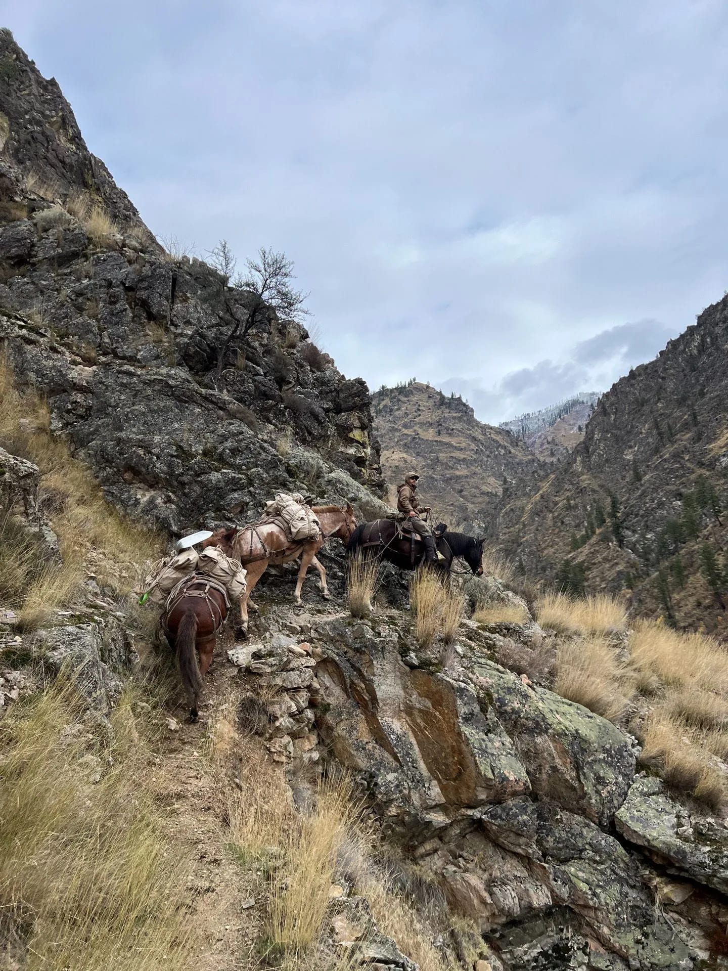 A person rides a horse while other pack horses carry gear up a steep, rocky mountain trail.